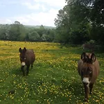 Carrigeen Glamping