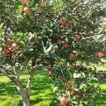 Tig Na Coille B&B Country House