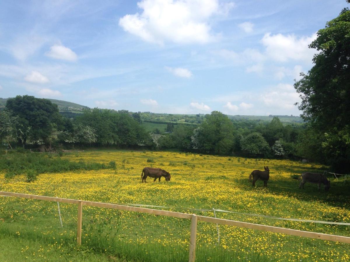 Lodge Carrigeen Glamping