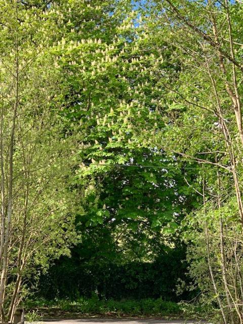 Alder Lodge Kilkenny
