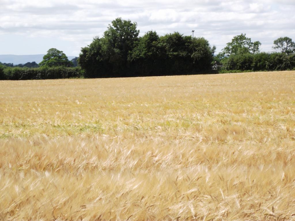 Twin Oaks Kilkenny