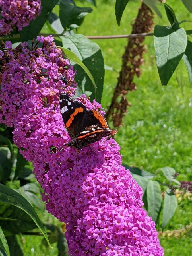 Desart School Garden *