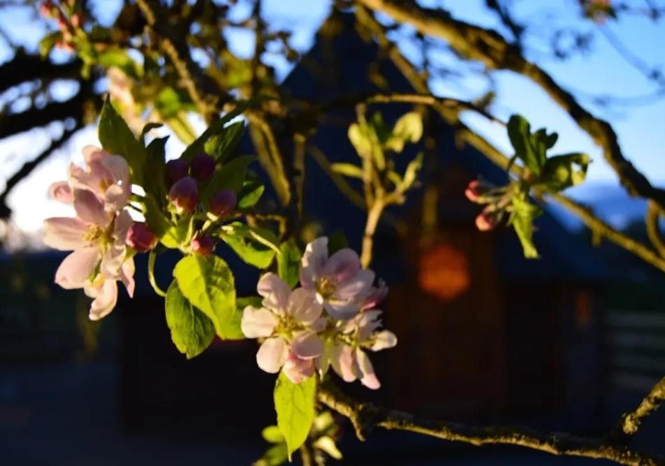 Apple Blossom Glamping Kilkenny