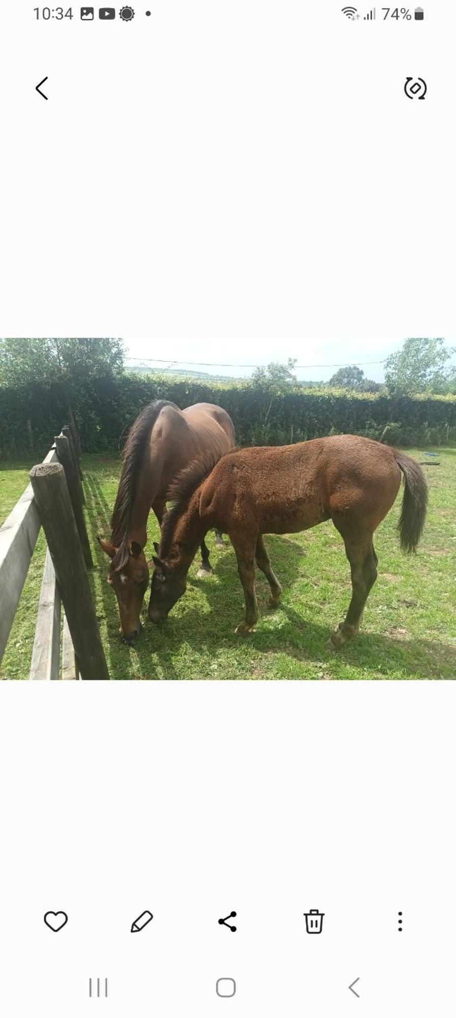 Charming Country Homestead * Kilkenny