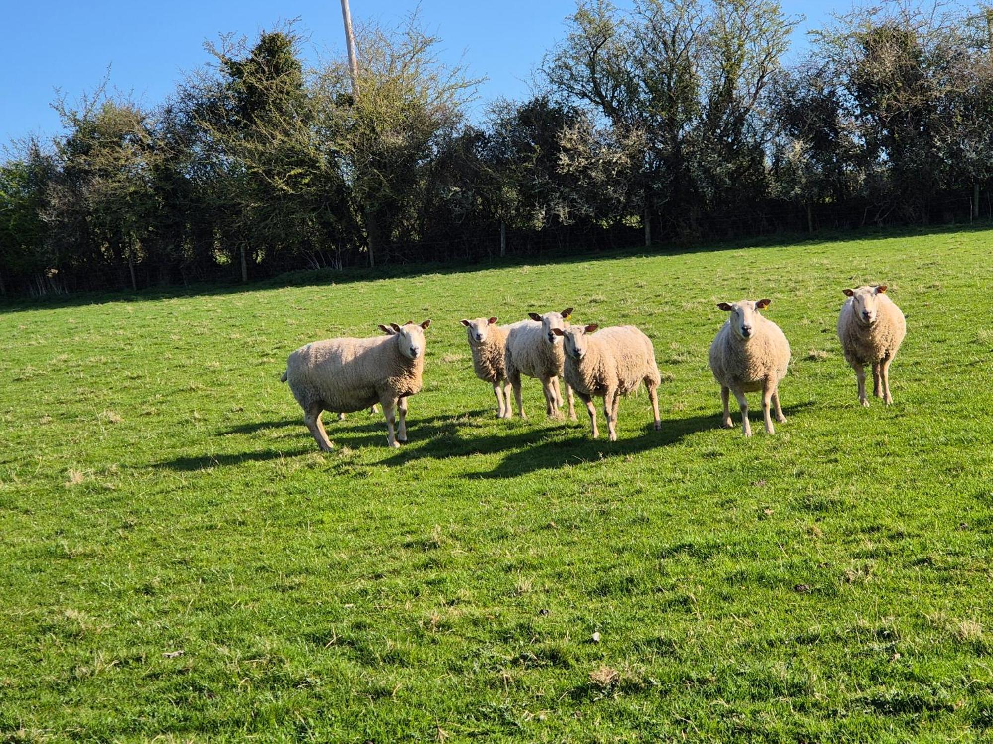 Apartment Farm View Kilkenny