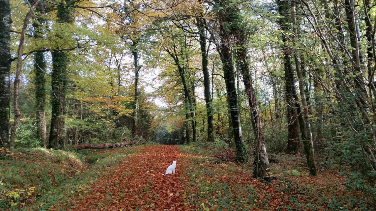 Cosy Countryside Log Apartment Kilkenny